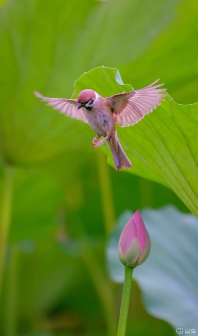 槛前闻鸟啭,园里对花开. #摄影美图