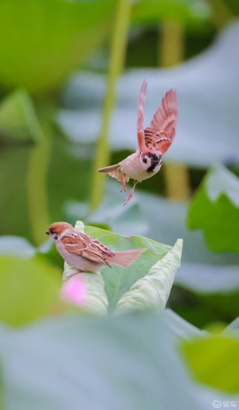 槛前闻鸟啭,园里对花开. #摄影美图