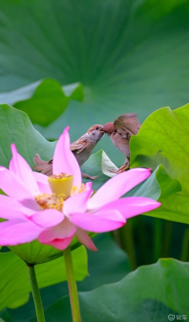 槛前闻鸟啭,园里对花开. #摄影美图