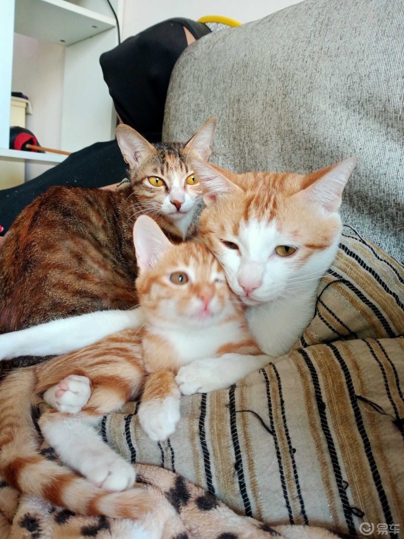 宠物世界宠物我家除了三只狗之外还有三只猫一家三口都是在外面救助的