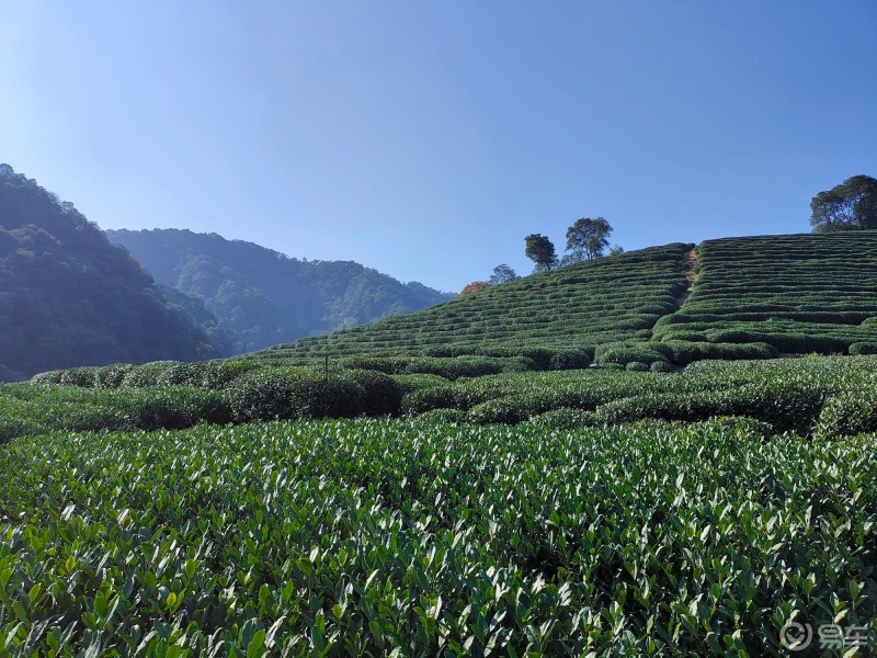 本地人趣哪玩#這裡是杭州西湖風景區靈隱寺周邊的茶園,這裡漫山遍野