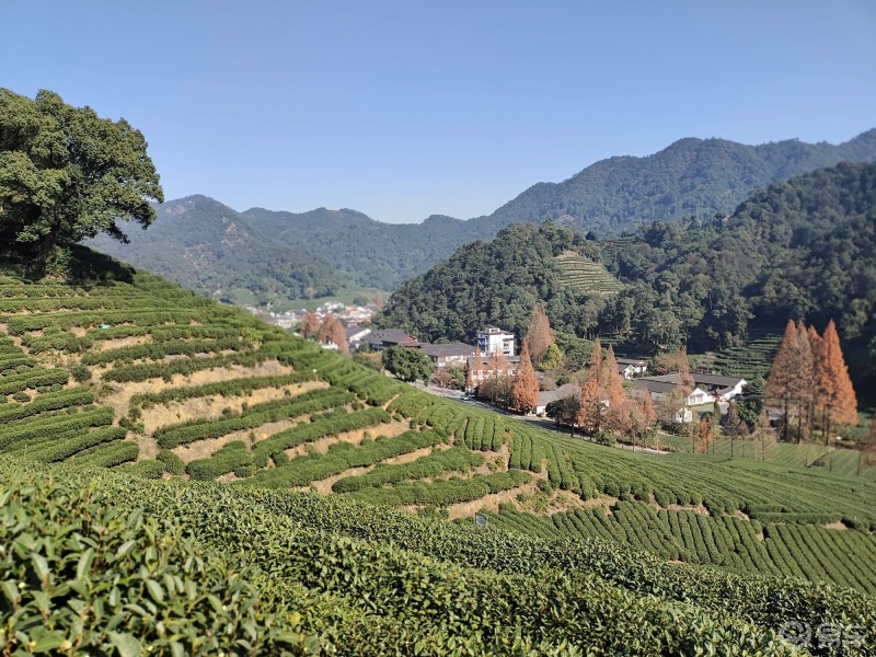 本地人趣哪玩#這裡是杭州西湖風景區靈隱寺周邊的茶園,這裡漫山遍野