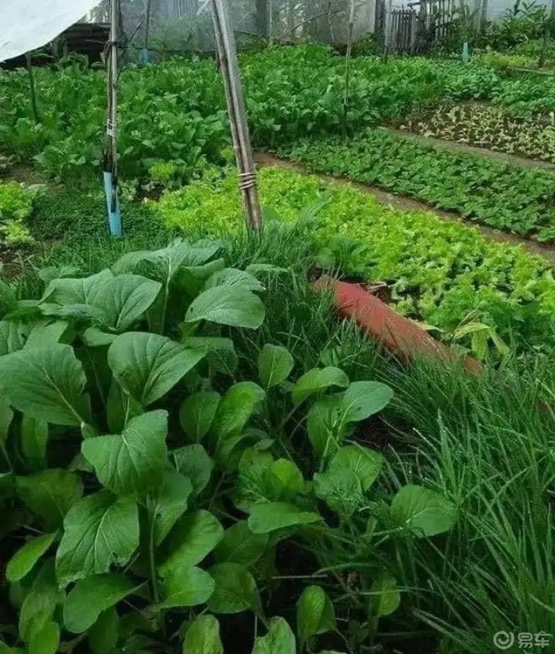 晒美食当地菜农自己的菜园水果蔬菜应用尽有纯天然田园风光美食诱惑