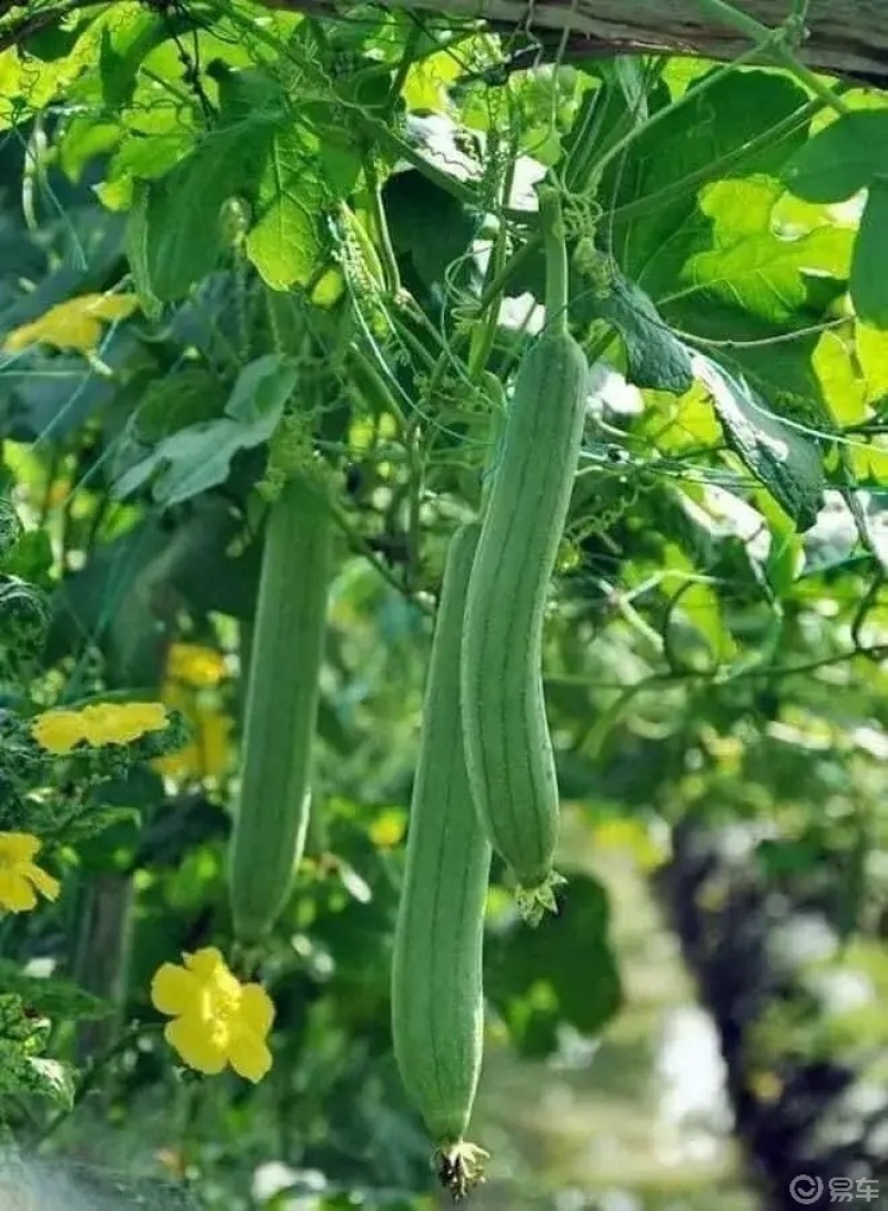 晒美食当地菜农自己的菜园水果蔬菜应用尽有纯天然田园风光美食诱惑