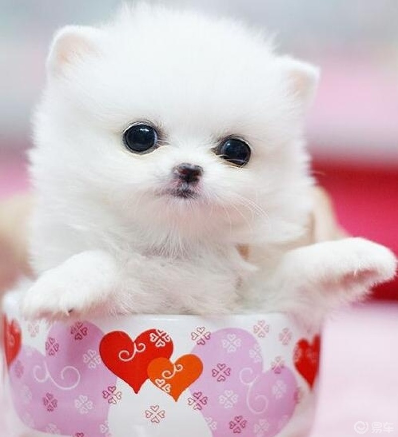 宠物可爱的茶杯犬