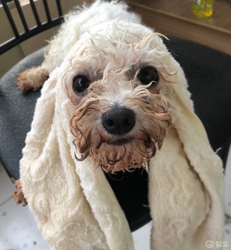 比熊的嘴巴好脏呀洗不干净