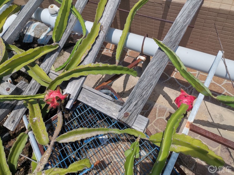 植物和花朵#楼顶种的火龙果,红红火火,快熟了