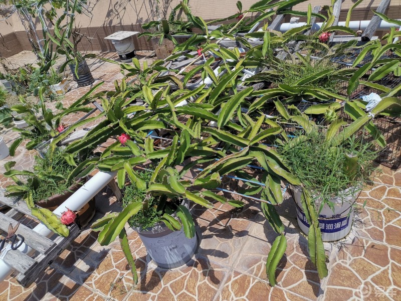 植物和花朵#楼顶种的火龙果,红红火火,快熟了