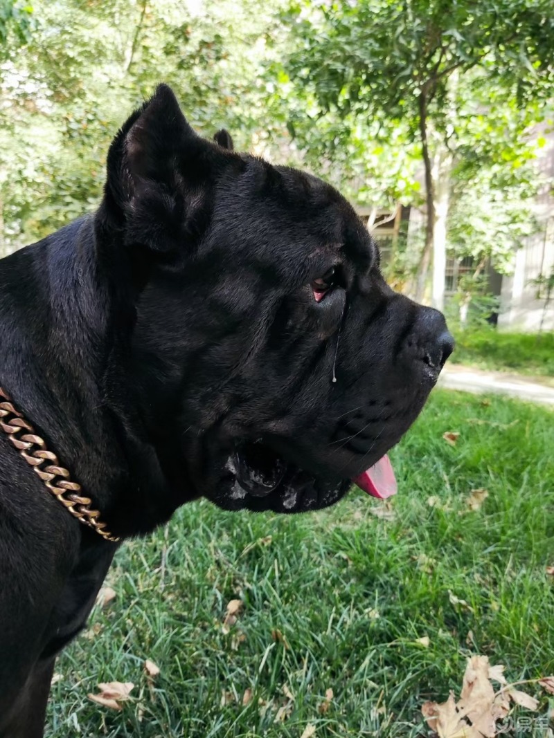 主人给黑豹割了一个双眼皮～～#宠物世界