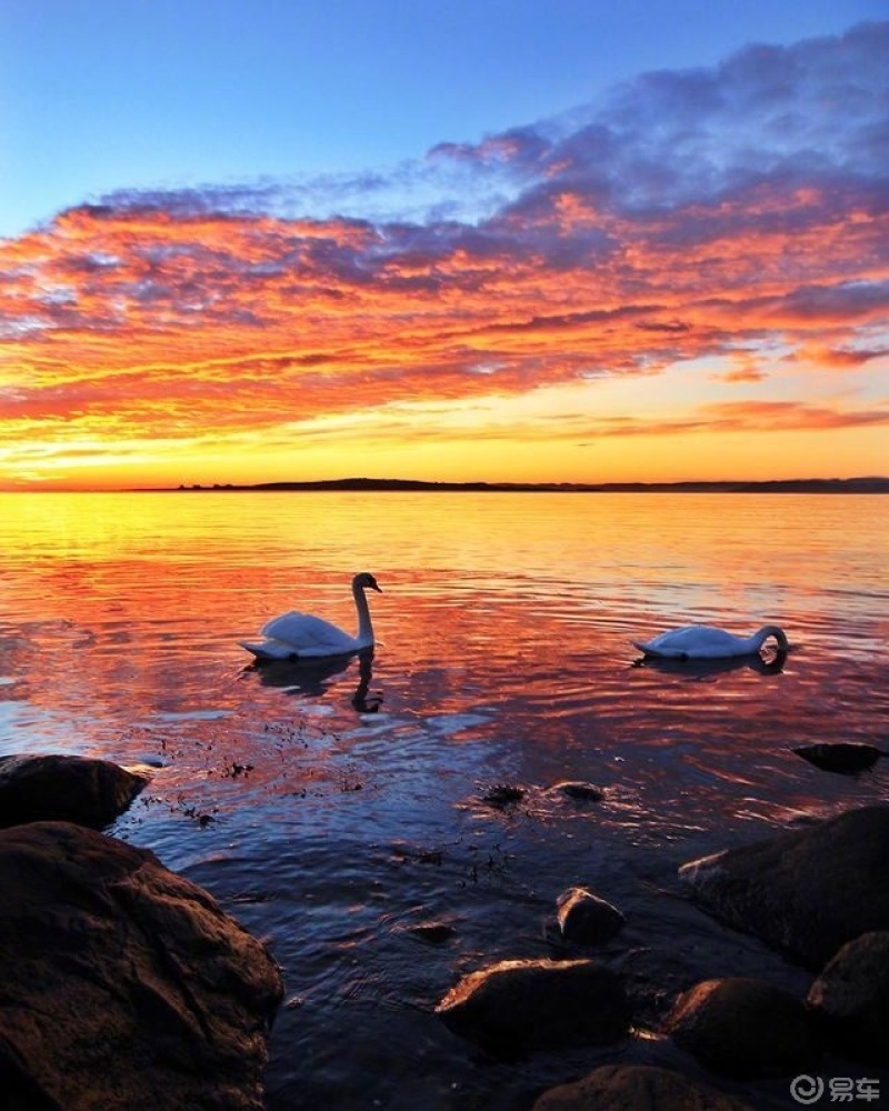 最美夕阳照,天鹅显得高贵