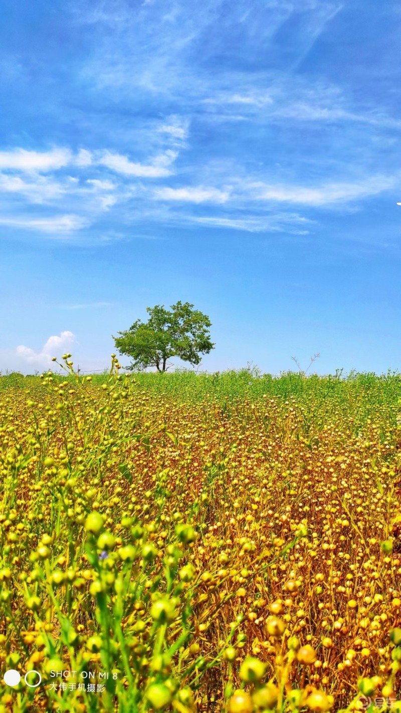 梯田是北方不多见的风景.夏天的颜色是翠绿色的单一,但