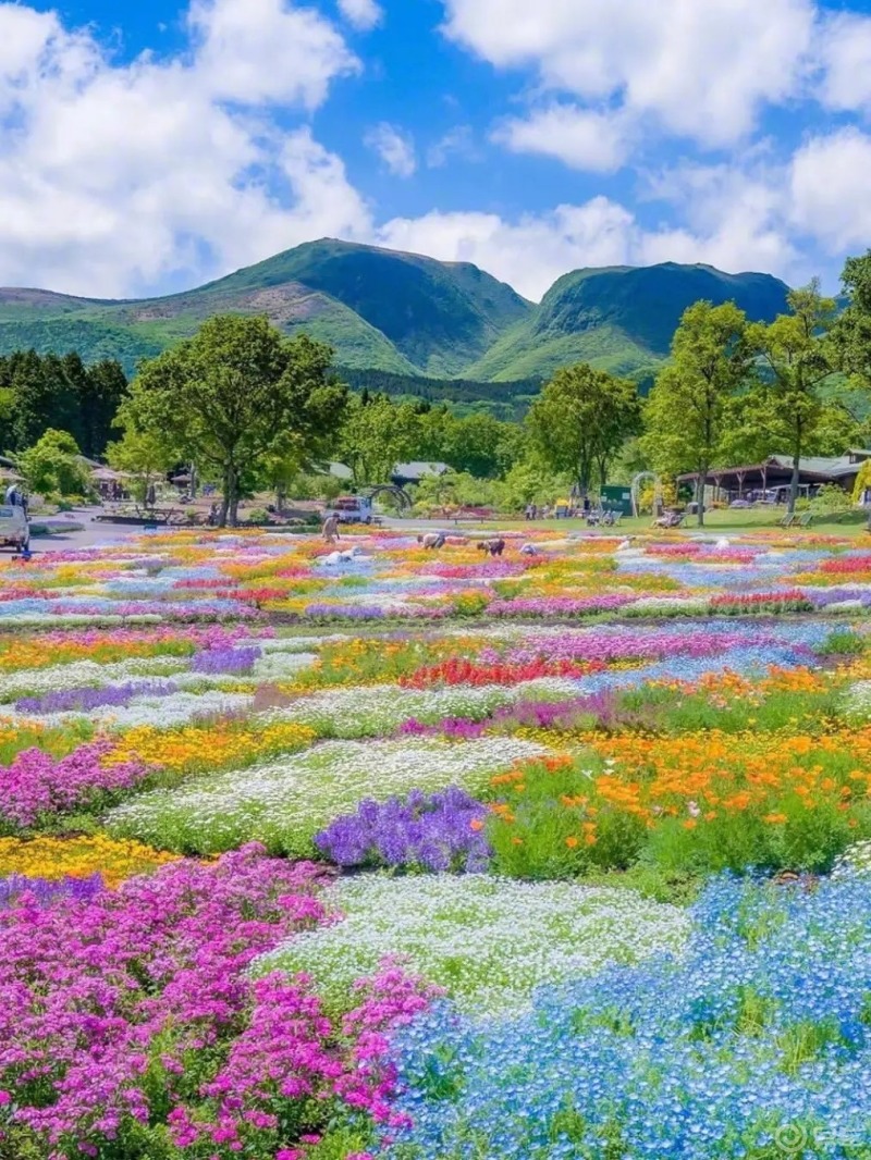 日本久住町百花公园·这么美简直成了爱丽丝的仙境!