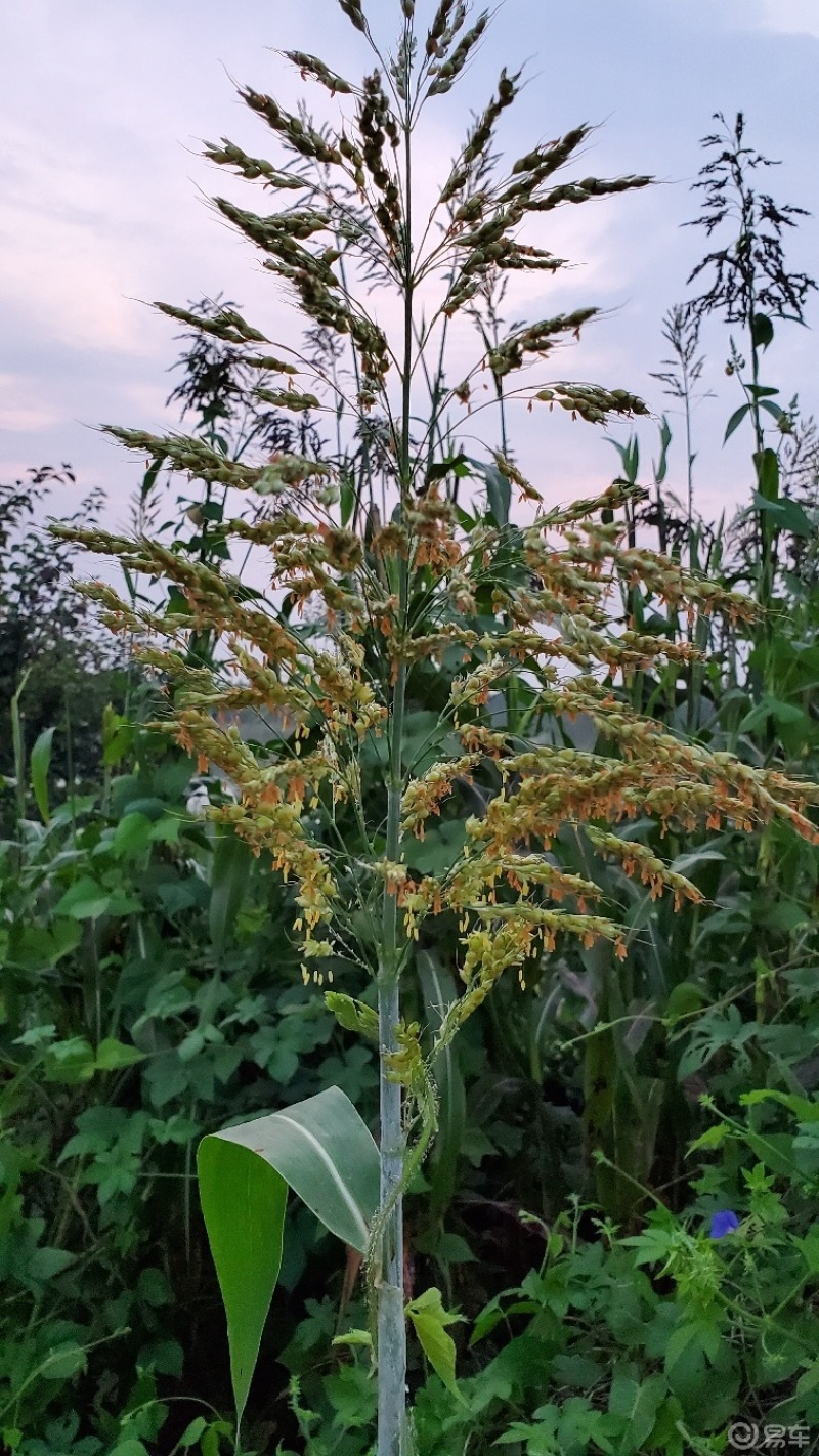 高粱.