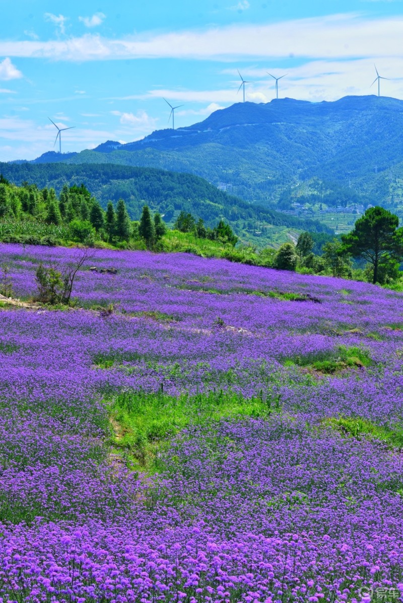 车主日记打卡凯里最大花海马鞍石花海