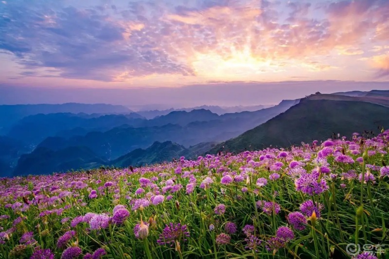 世界最大的野生韭菜花帶——貴州畢節赫章韭菜坪,目前已經到了盛花期