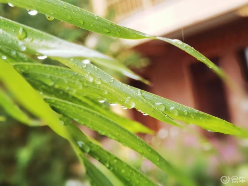 九月隨拍雨滴對花的情義