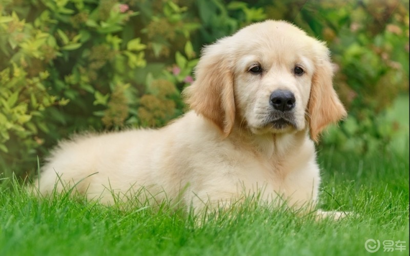 宠物世界由小到大由大到老