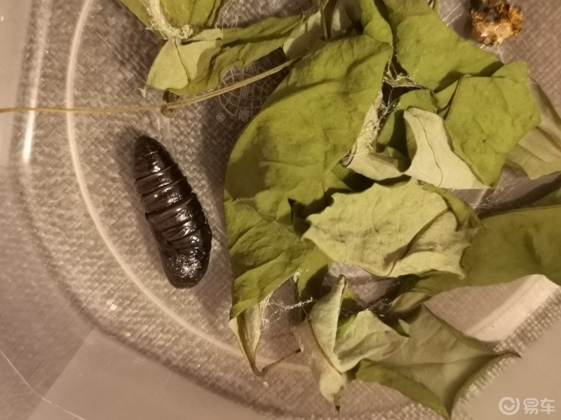 树上掉下来个白虫子养了几天脱了层皮化蛹了过几天再看看是什么情况是