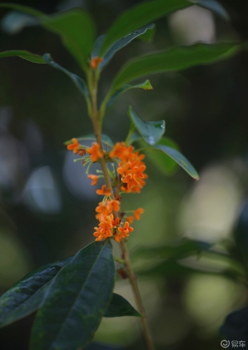 窗递清风入枕边桂花香又到了中秋桂子香的季节了676767