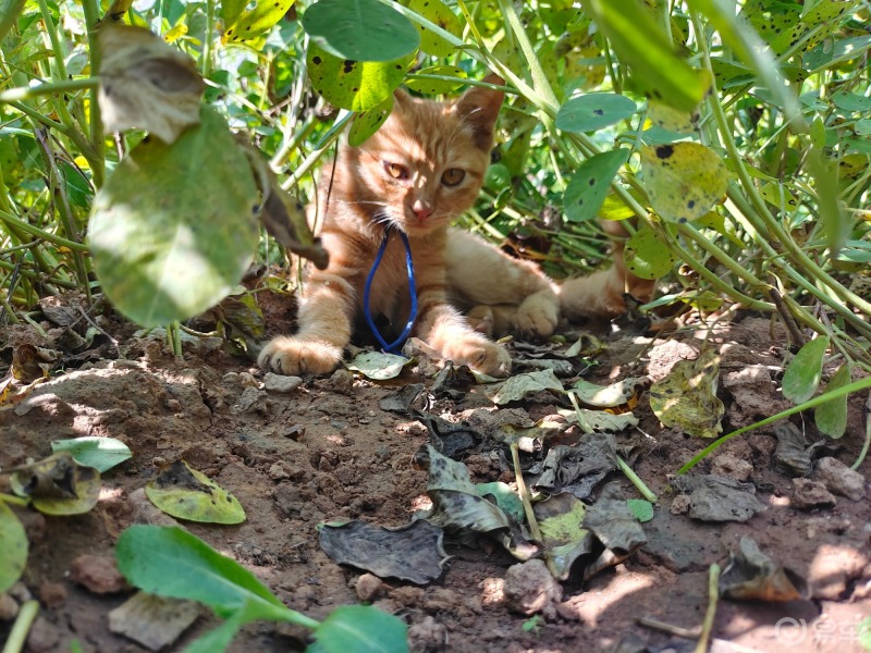 宠物世界#在老家的花生地里,看到了这只可爱的蹲草丛里躲猫猫玩的