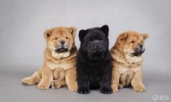 小型犬智商排名第二 3248c71807f447248babaf6751d7d1a5_240_0_max_jpg_92.jpg