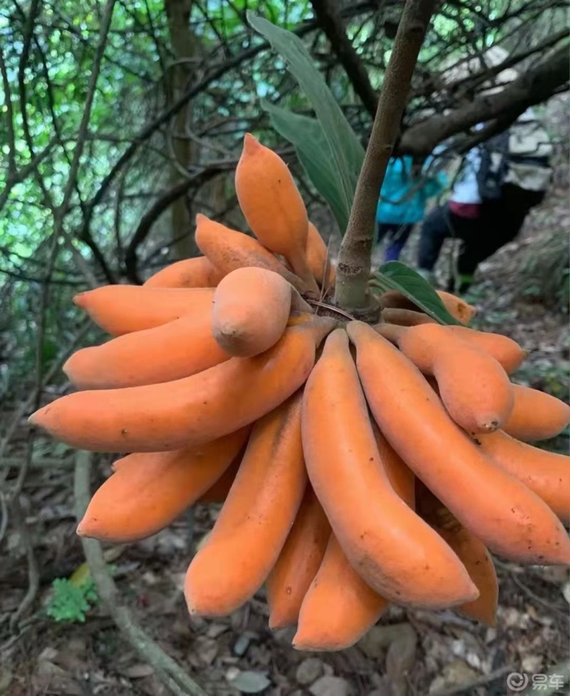 北方的朋友出来一下这是我们南方的水果很稀有户外才能看到你们知道叫