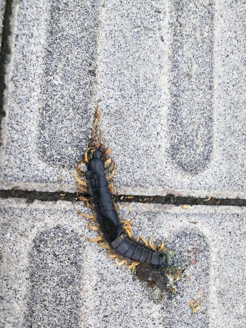 踩扁的蜈蚣
