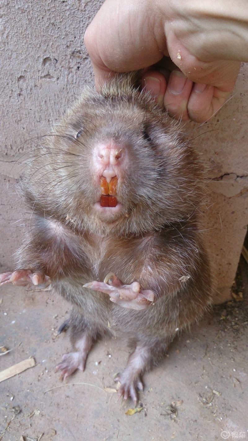 宠物世界#自家养的竹鼠