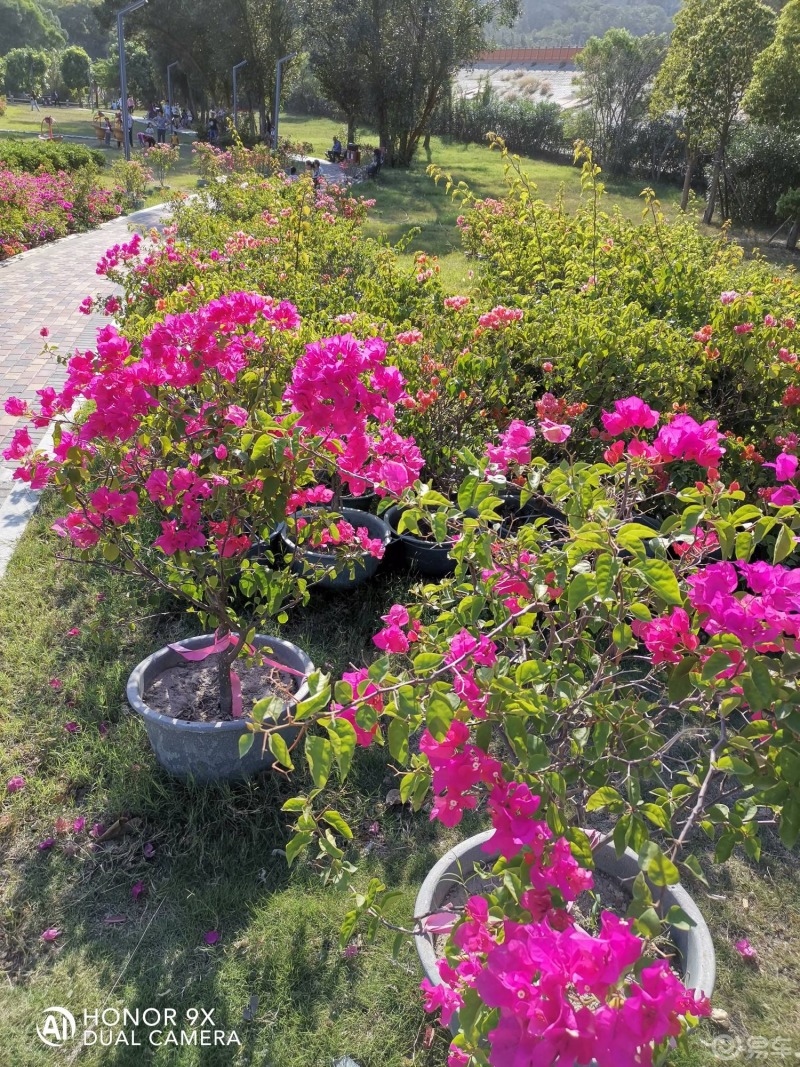 福建車主隨手拍石獅花海谷公園遊玩