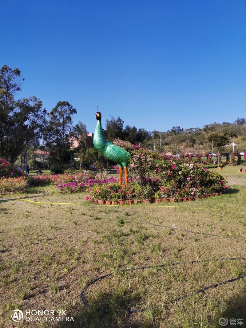 秋日美景大賞周邊遊玩石獅花海谷公園踏著花坡孩子們你追我趕一路上