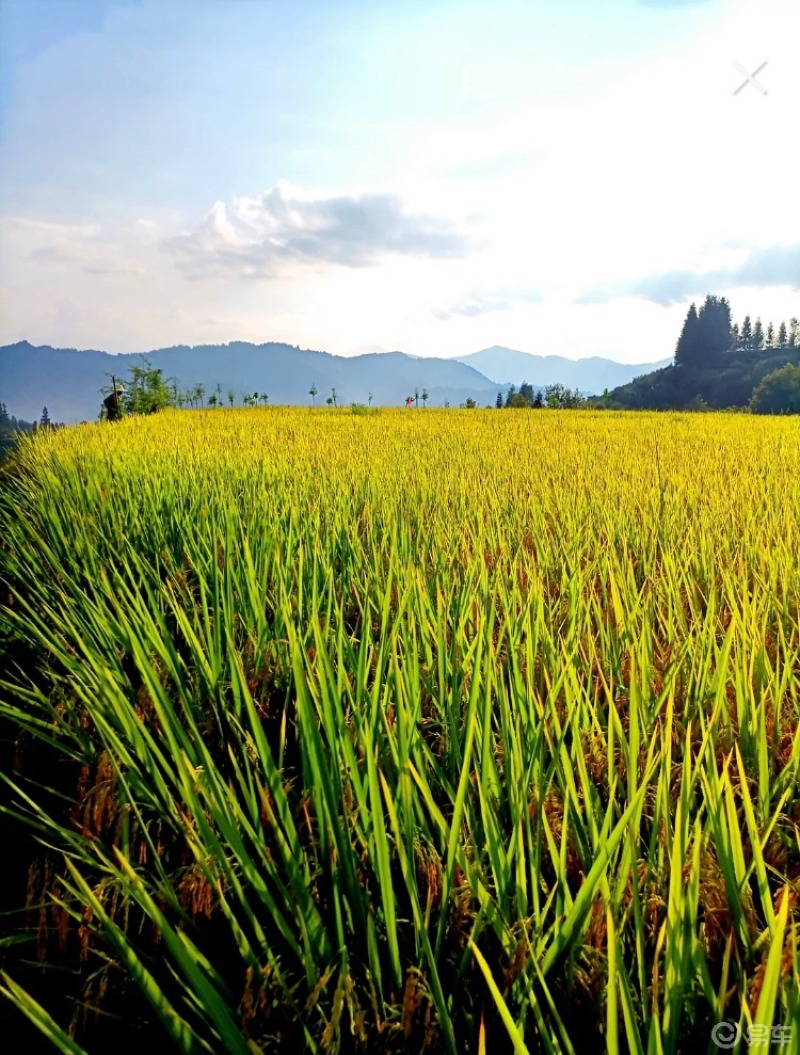 秋天里,在回家的路上沿途的风景真的很漂亮……丰收的季节,金黄的