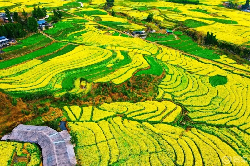 一望无际的梯田油菜花海,壮观,画面太美!
