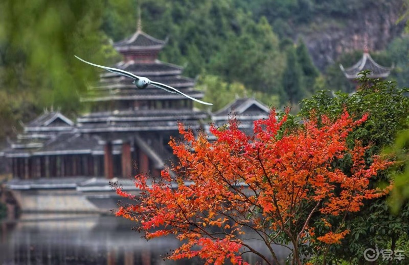 秋己至凯里西出口文化园的湖面上出现红嘴鸥时而水中觅食时而凌空起舞