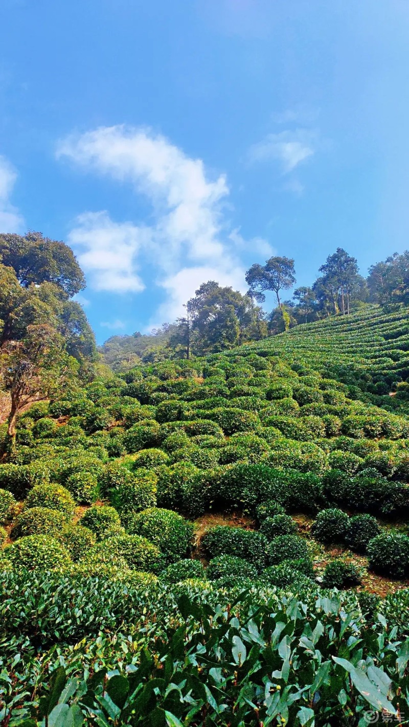 茶园风景这边独好空气清新有茶香味香飘四溢