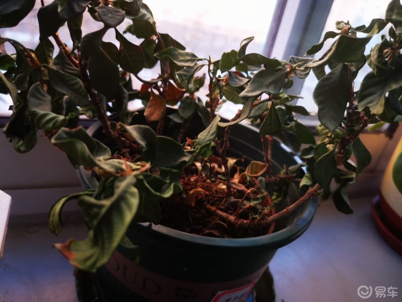 每日一题#因为疫情大家不能来单位,窗台上的花一个多月无法浇水,本