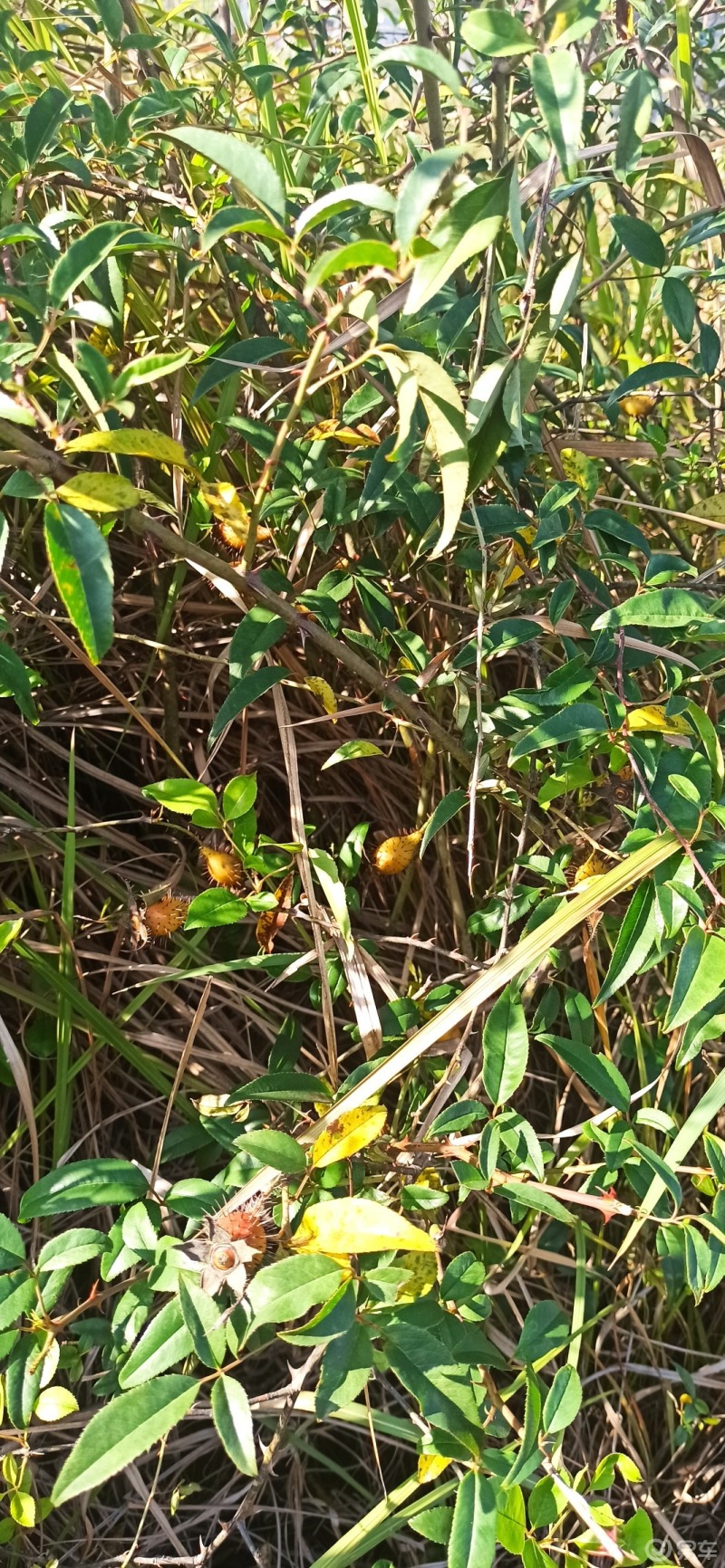 金樱子的花金樱子别名刺榆子刺梨子金罂子山石榴山鸡头子糖莺子糖罐糖