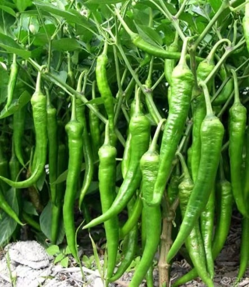 绿色如毯的蔬菜地里,时时吹