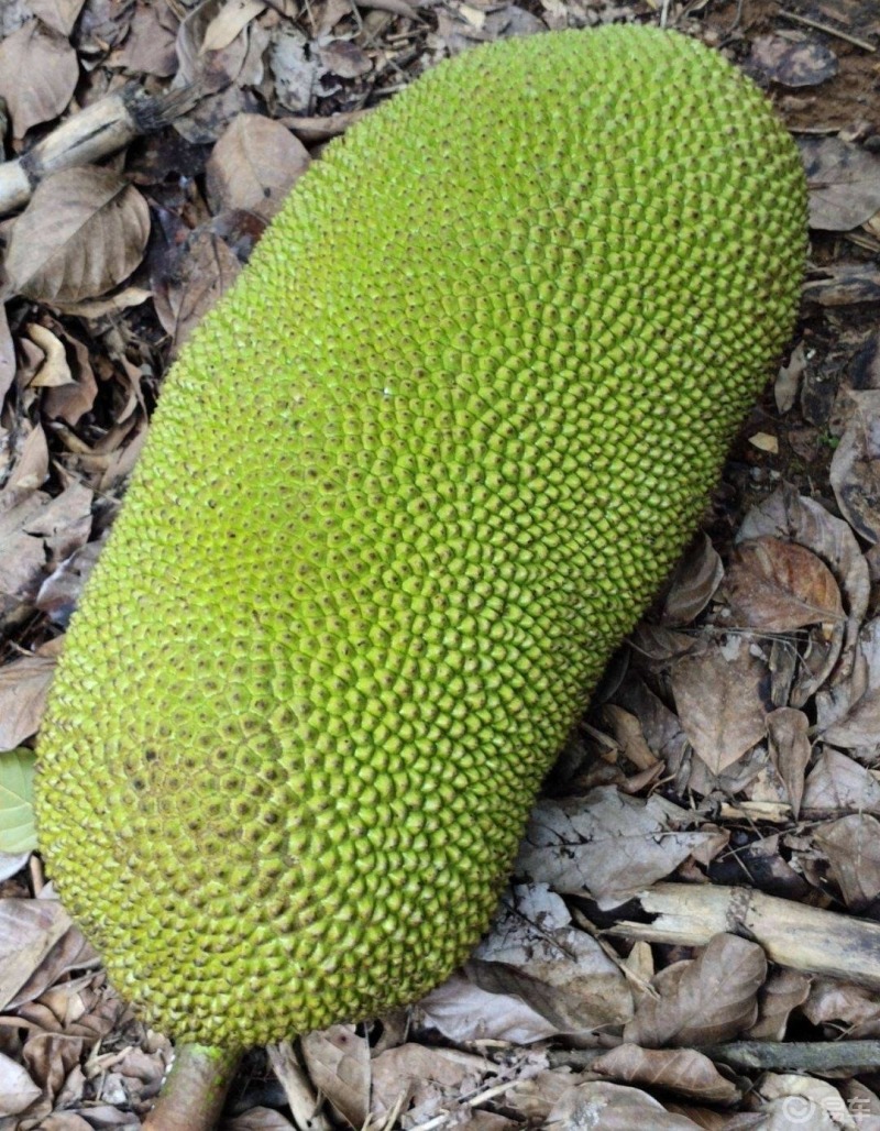 在海南,终于见到了菠萝蜜树!