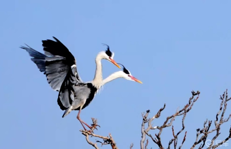 双头苍鹭,拍摄于山西省临汾市霍州市曲坡村.