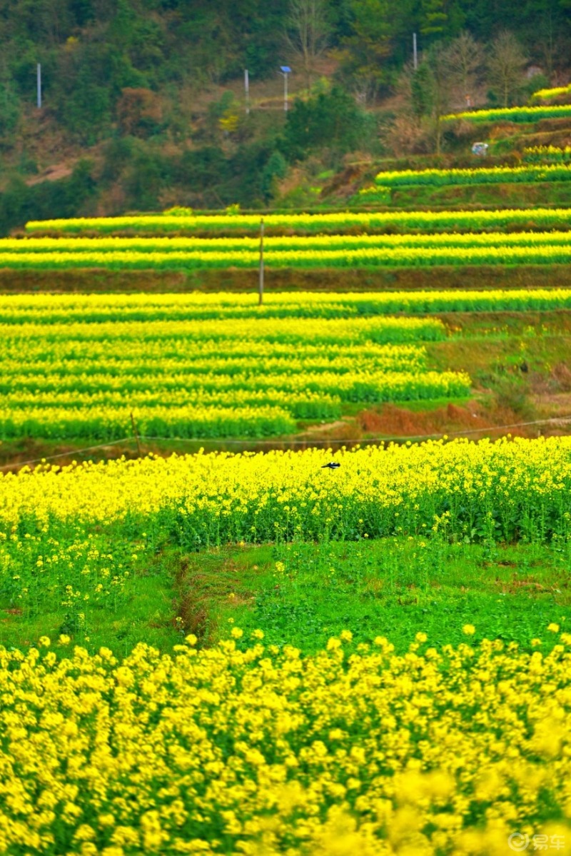 阳春三月,踏青好时节,开着速腾自驾乐坪赏油菜花行驶最美道路