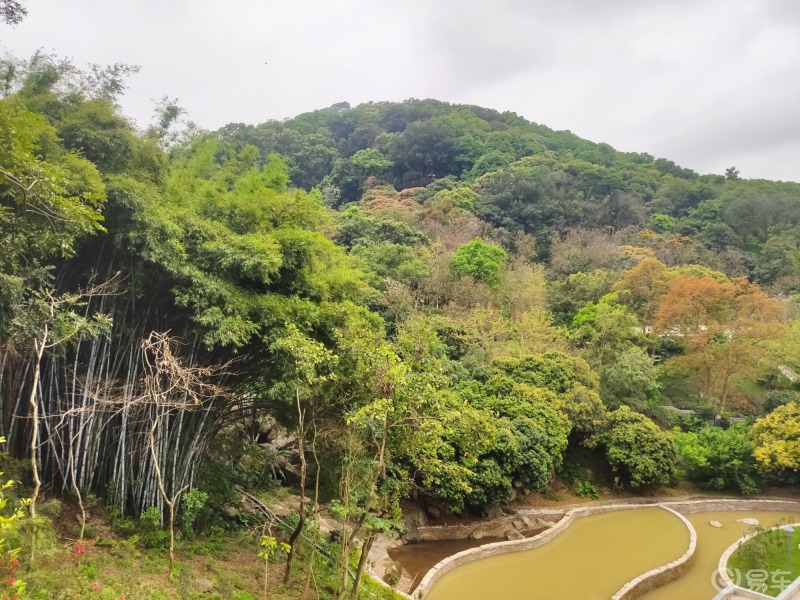 春日無限好自駕遊山玩水天鹿湖森林公園看禾雀花