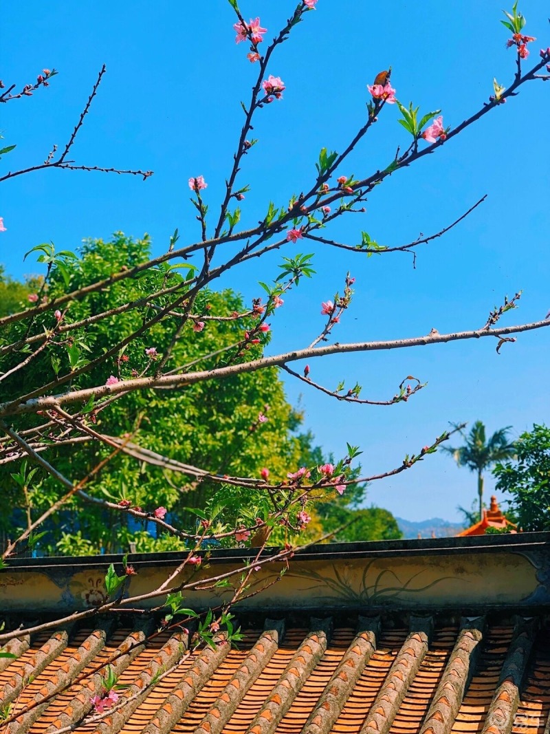 位于汕头市濠江区的巨峰寺