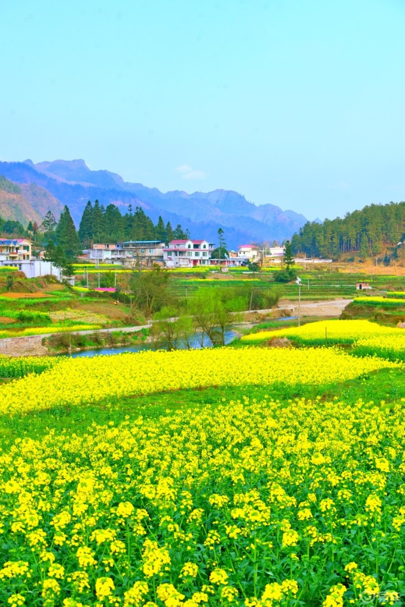 春日车友召集令大地带你走最美乡村路赏黔东南最美油菜花