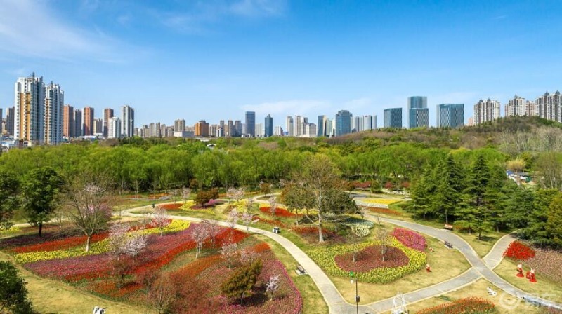 淮安市缽池山公園裡數十萬株鬱金香絢麗盛開,紅的似火,粉的如霞,黃的