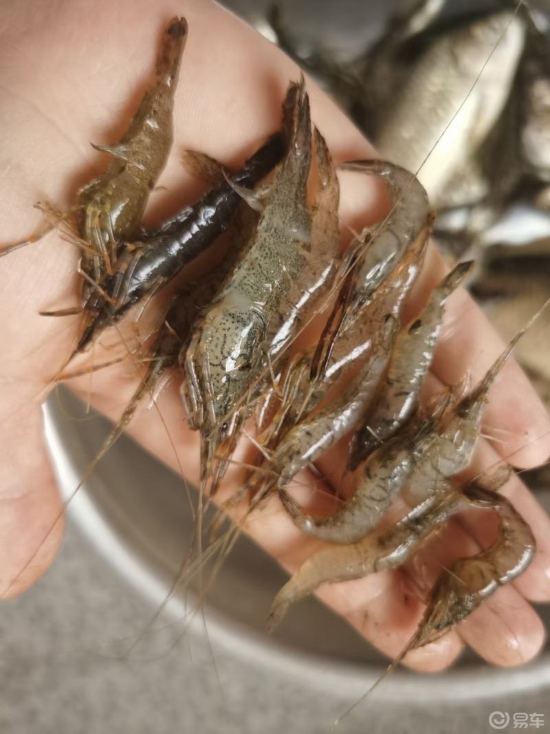美食#好怀念在老家捉鱼摸虾的日子,那是我逝去的青春!