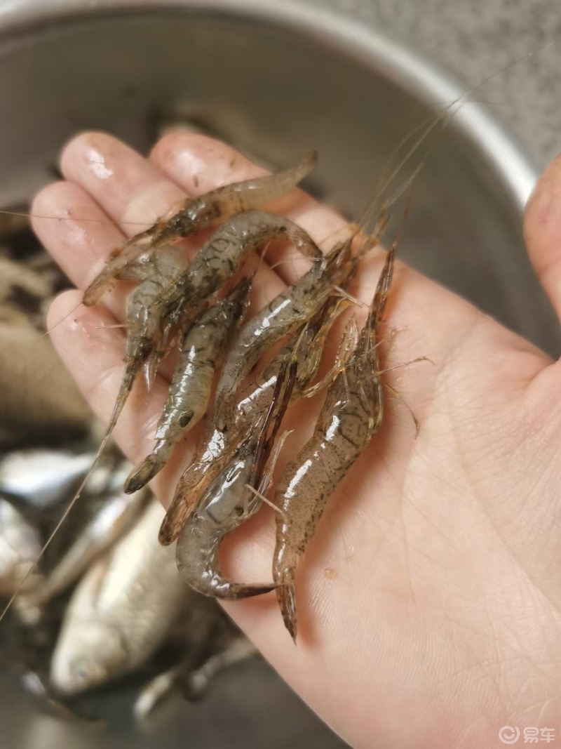 美食#好怀念在老家捉鱼摸虾的日子,那是我逝去的青春!