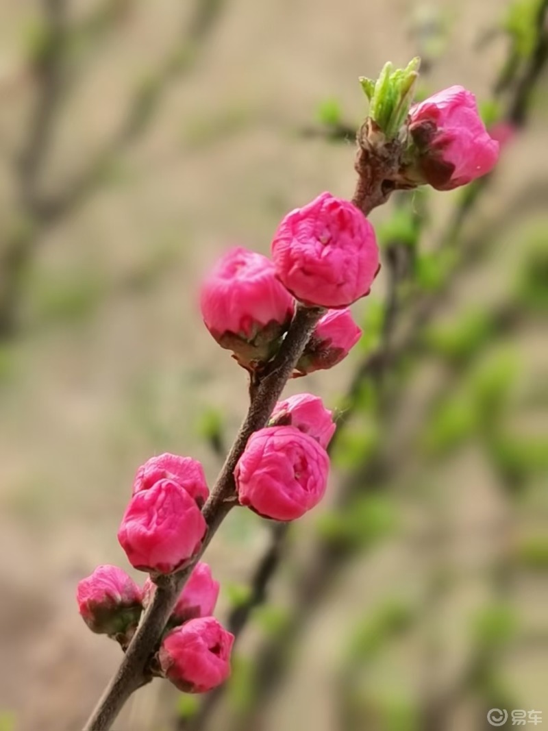 桃花花你就红