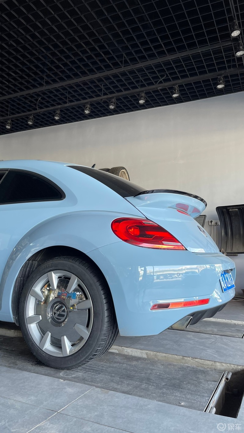 我家的萌庞,小甲虫#甲壳虫