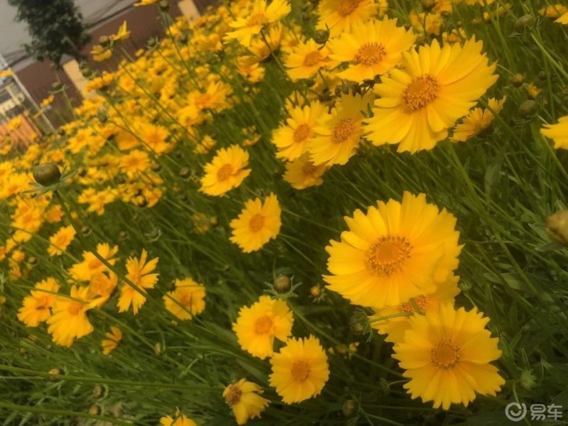 有了雷丁芒果風裡雨裡都不怕