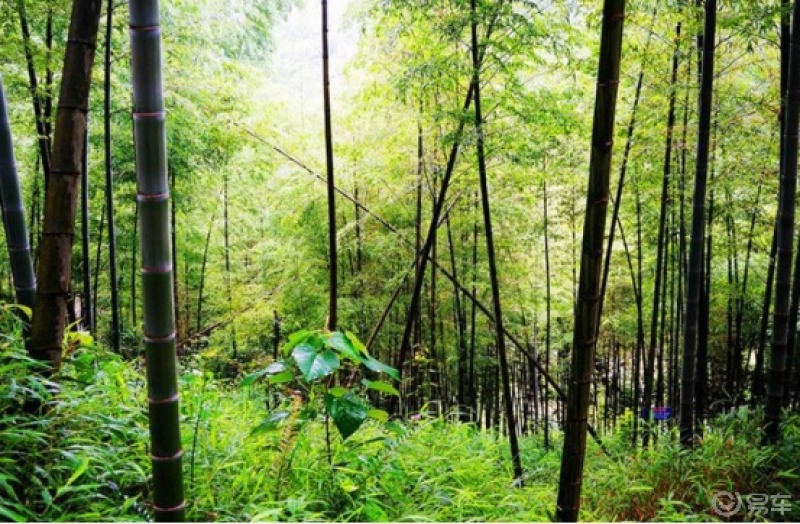 雨後竹林散步,空氣清新風景宜人